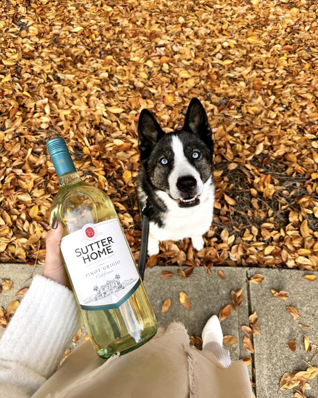 Link to Instagram: Image of Sutter Home Pinot Grigio and a bright eyed dog (Opens in a new tab)